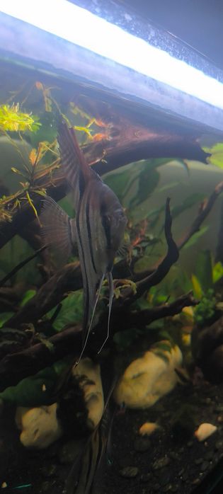 Escalar 15cm red back manacapuru