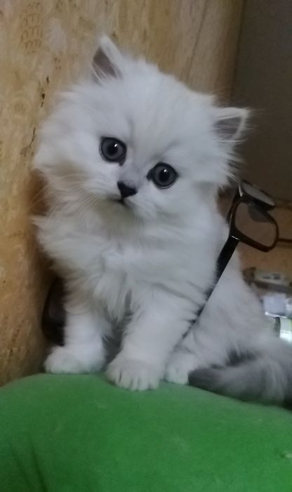 Серебристый шиншилла белый пепельный хайленд