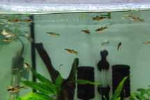 Guppies Endler Black Bar