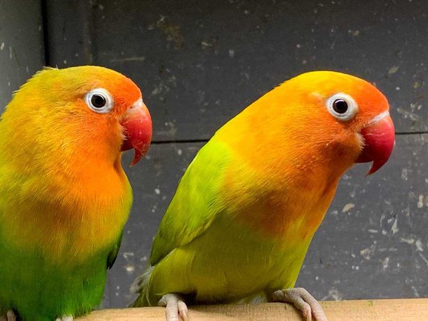 Молоденькие попугайчики-неразлучники