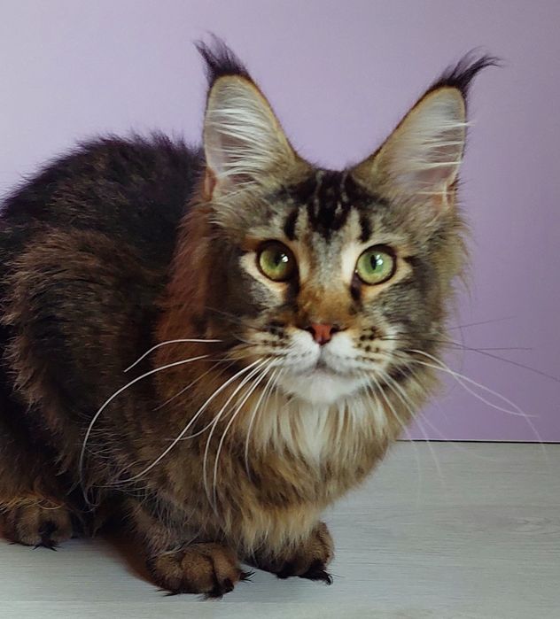 Выведенные кошки из племенной работы.