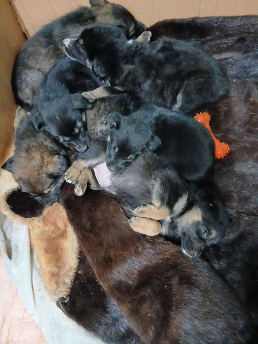 Отдам щенков в добрые руки