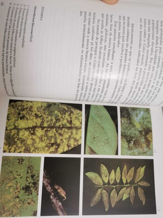 A Protecção dos Citrinos - J. A. Soares Chaves