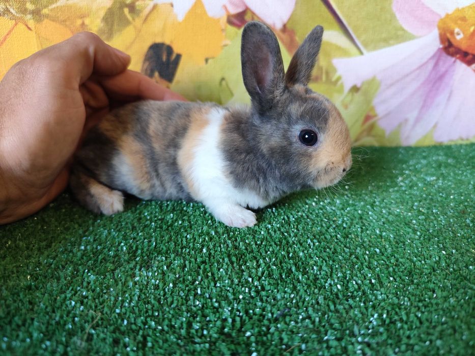 PIĘKNY Mini Rex królik miniaturka Karzełek tri kolor