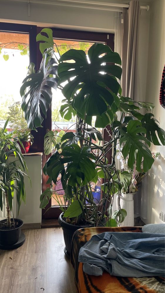 Duża Monstera 180 cm