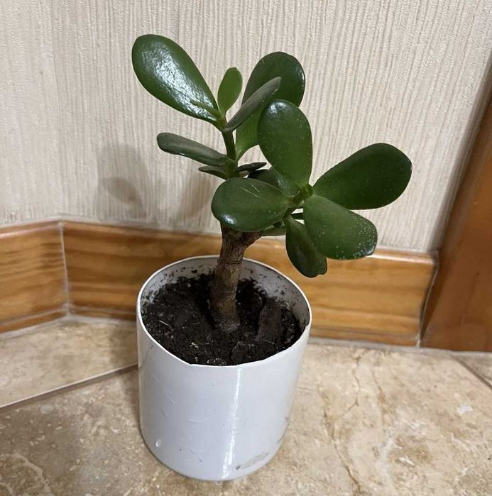 Красула "грошове дерево" товстянка