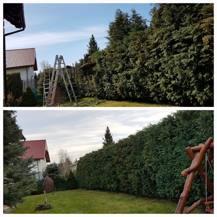 Strzyżenie żywopłotów Wycinka drzew  wertykulacja zakladanie ogro