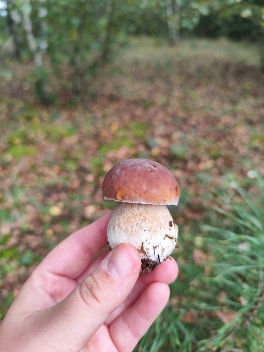 Suszone grzyby leśne – mix borowik, podgrzybek, koźlarz, maślak