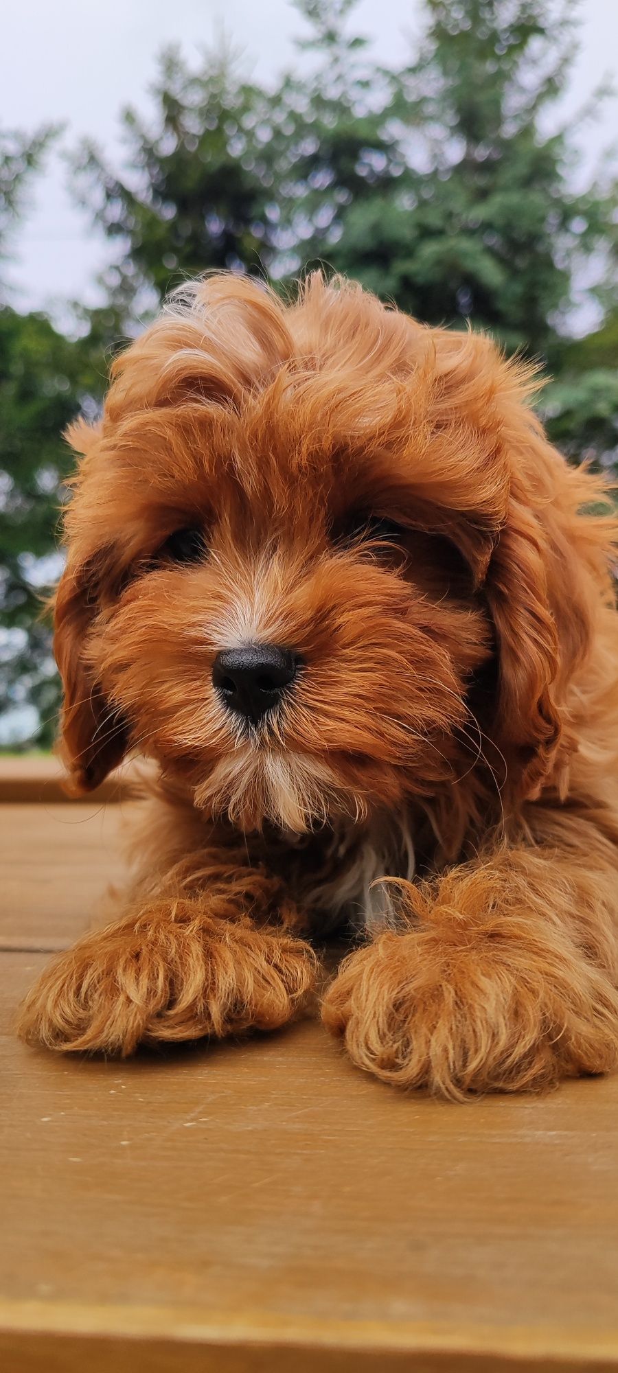 Rodowodowe Urocze Szczenięta Cavapoo  • GOTOWE DO ODBIORU •
