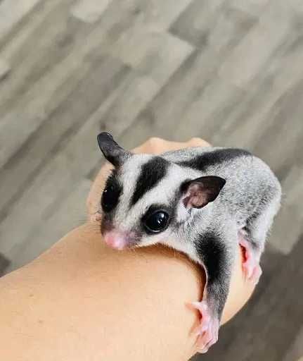 Lotopalanka , lotopalanki - mlode oswojone - transport