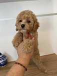 Bichpoo , Pudel / Bichon Frise nie Maltipoo. PIESEK