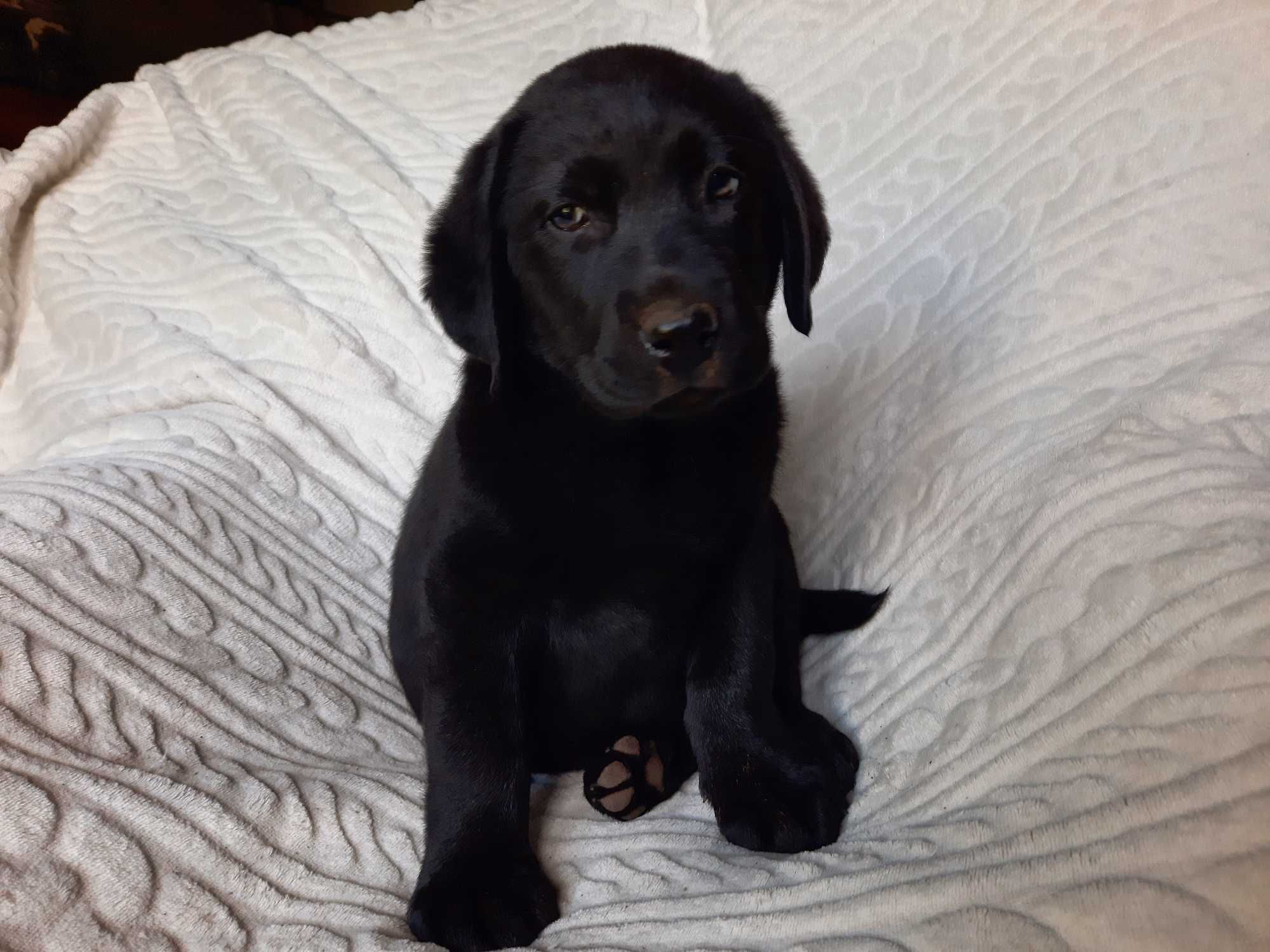 Labrador retriever, labradory czarny piesek ZKwP ,FCI