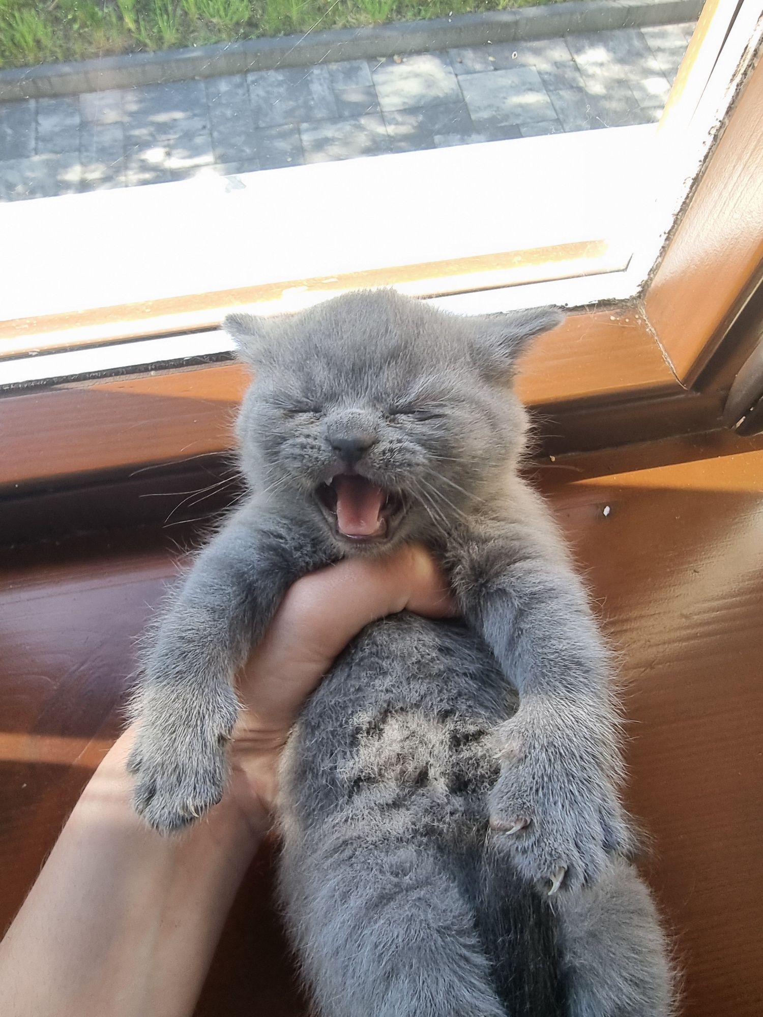 Кошенята Британські та шотландські!