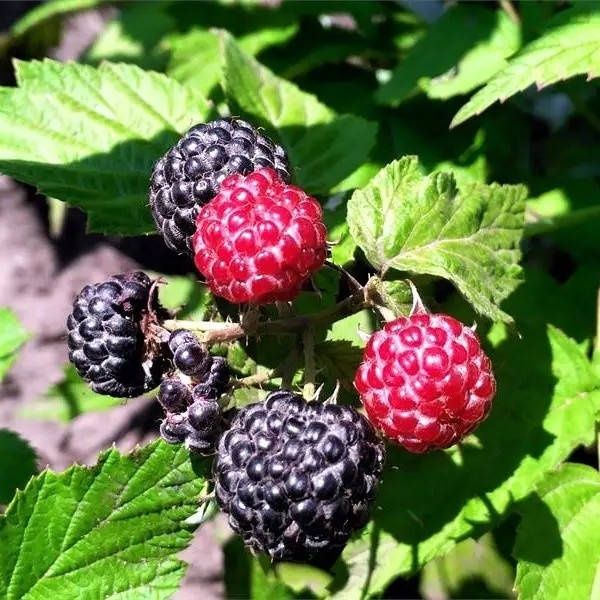 Продам малину Кумберленд