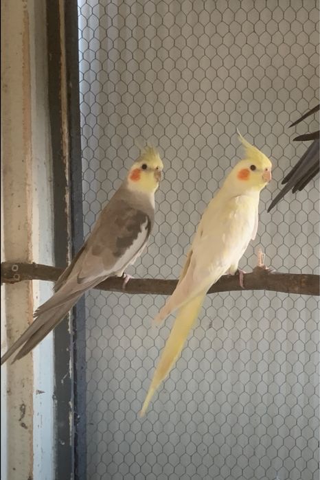 2 casais de caturras