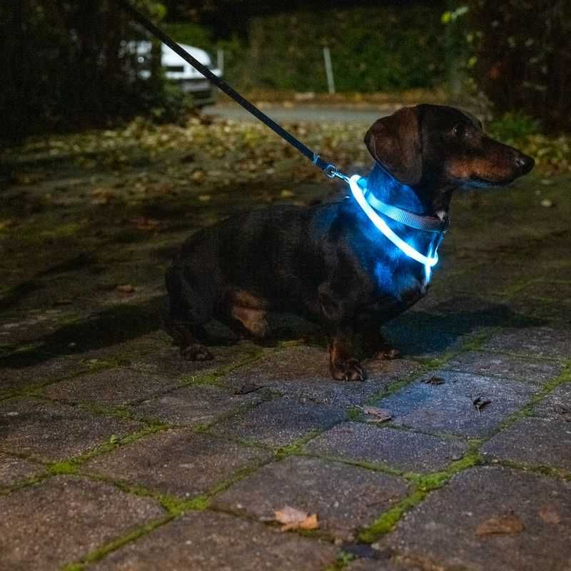 TIAKI USB-LED świecąca obroża dla psa Spark szczeniak , mały pies