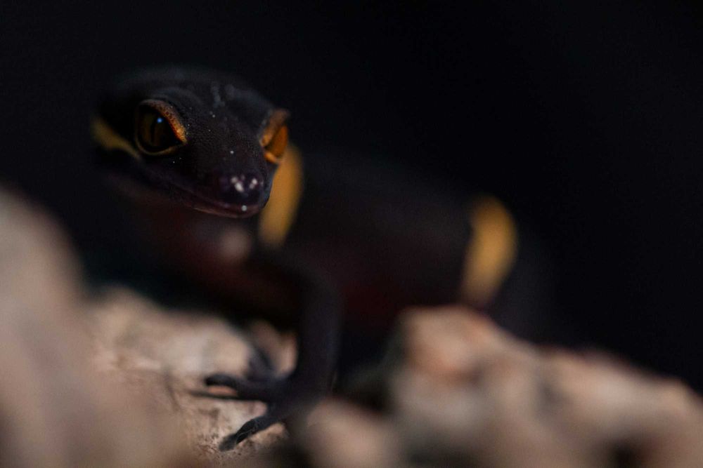 Goniurosaurus hainanensis, gekony chińskie Warszawa