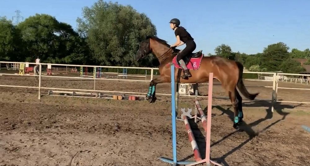 Wałach po Hirtentanzie