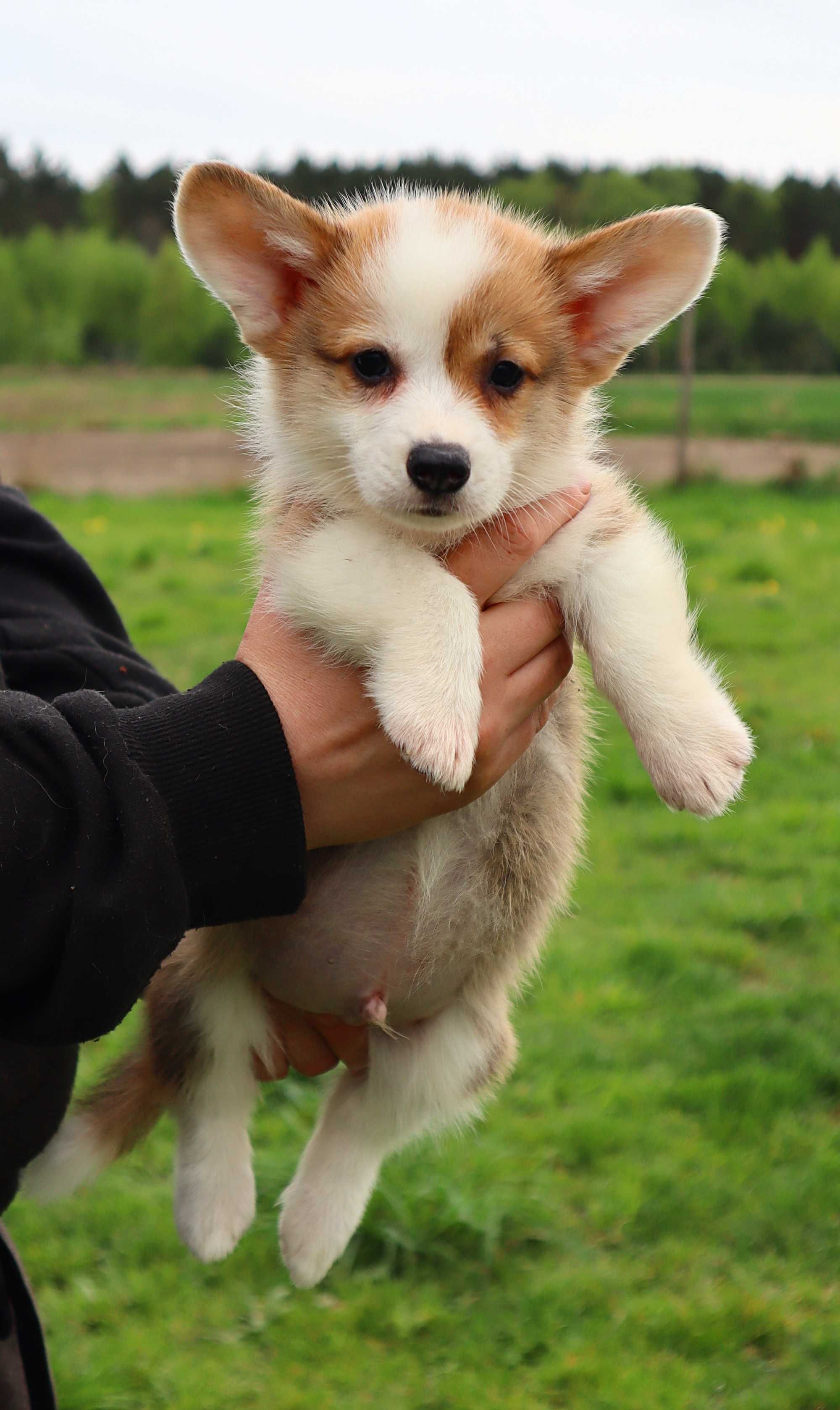 Welsh Corgi Pembroke - Śliczny chłopczyk