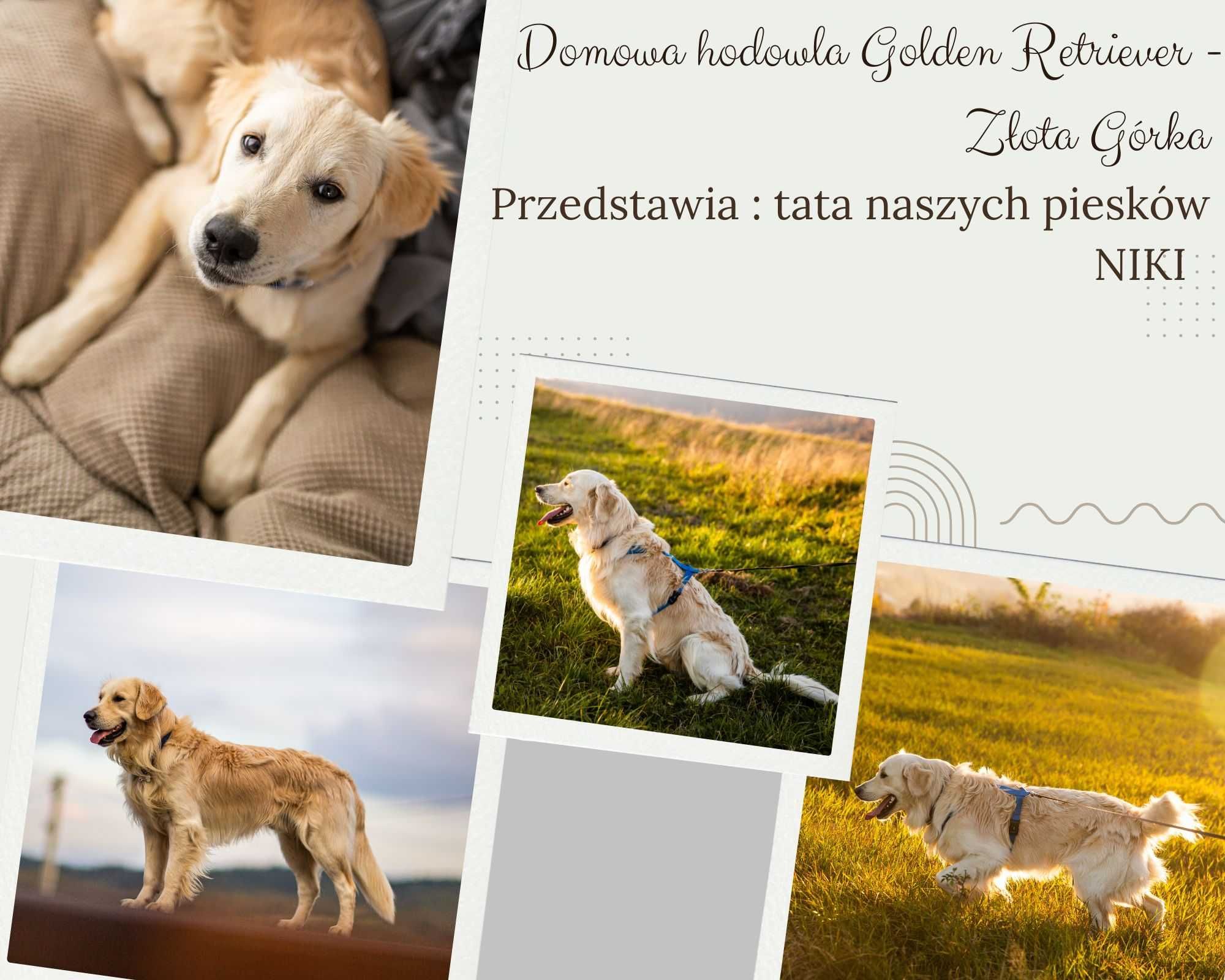 Golden retriever, biszkoptowy piesek z domowej hodowli.