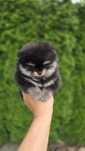 Pomeranian szpic miniaturowy FCI