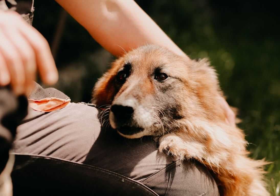 Sunia w typie owczarka poleca się do adopcji!!!