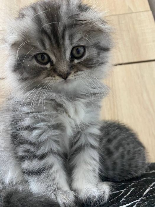 Продажа шотландских котят