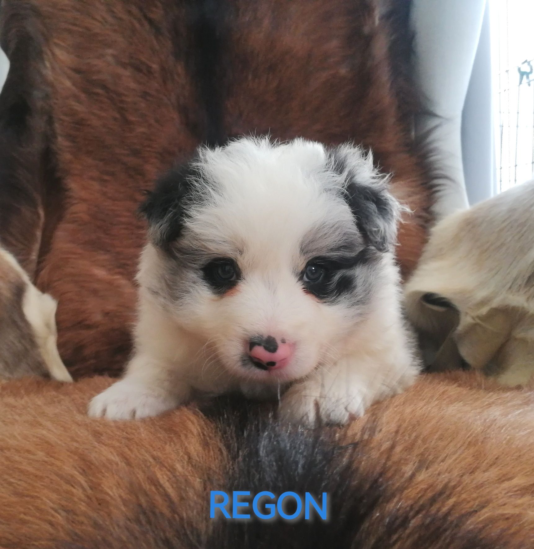 Border Collie Piesek Blue Merle