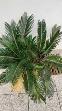 Sica Palmeira bonita tem 2 pés