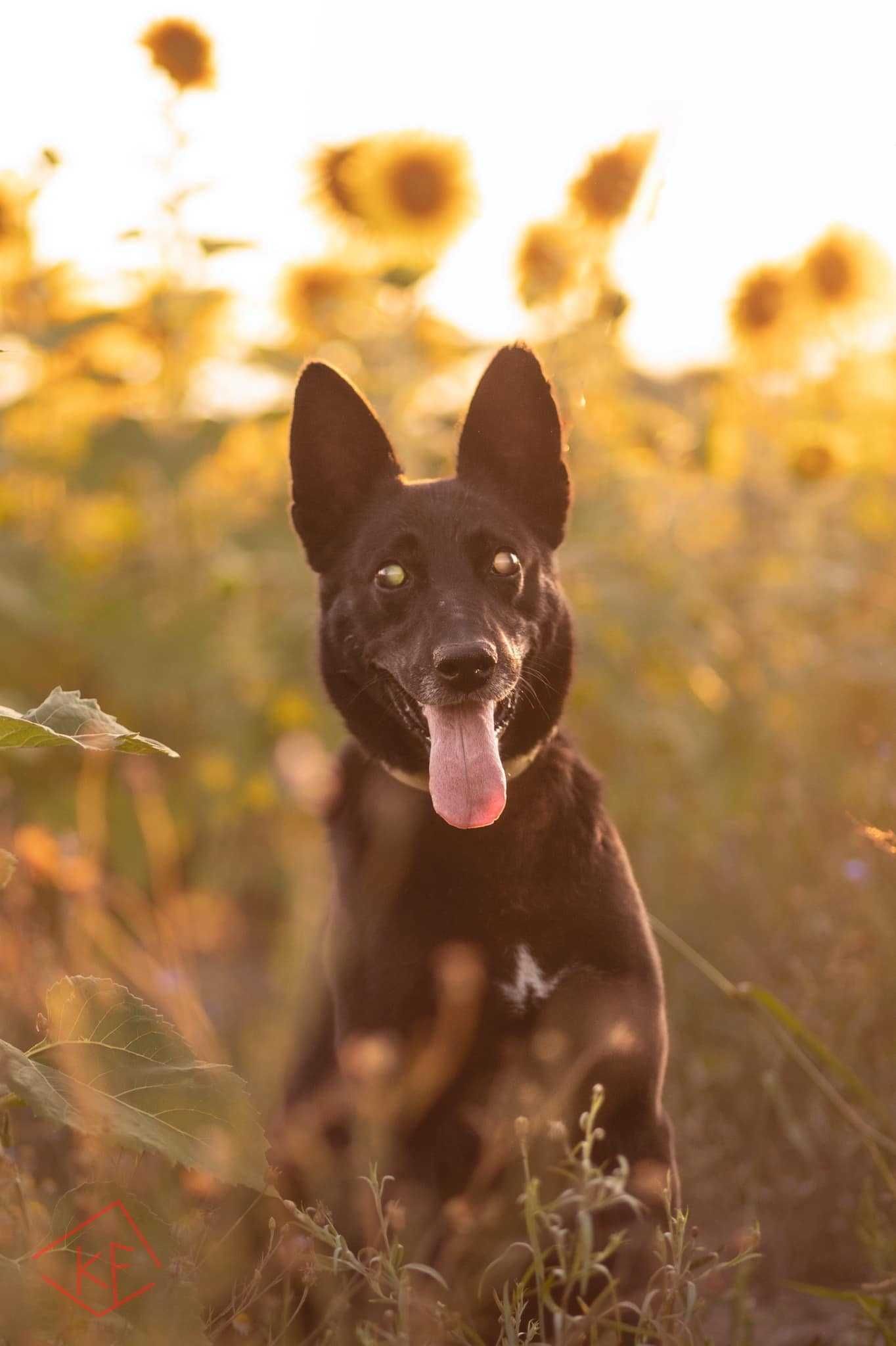 Iwo - bardzo mądry pies w typie owczarka szuka najlepszego domu