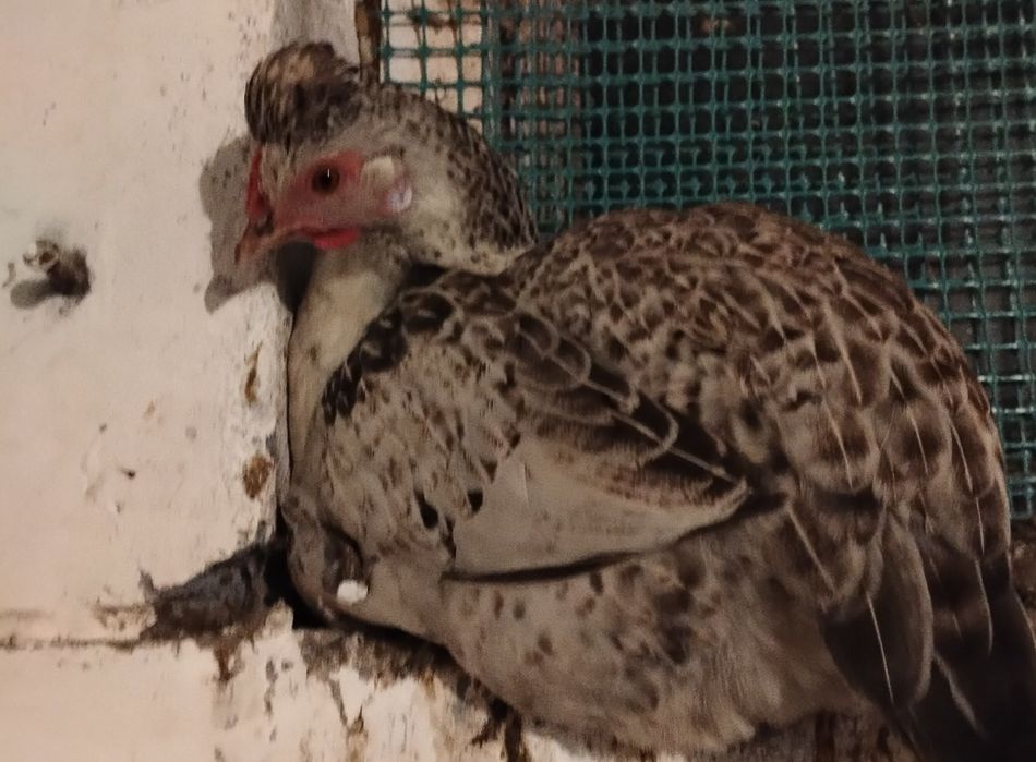 Jaja lęgowe kurek rajskich