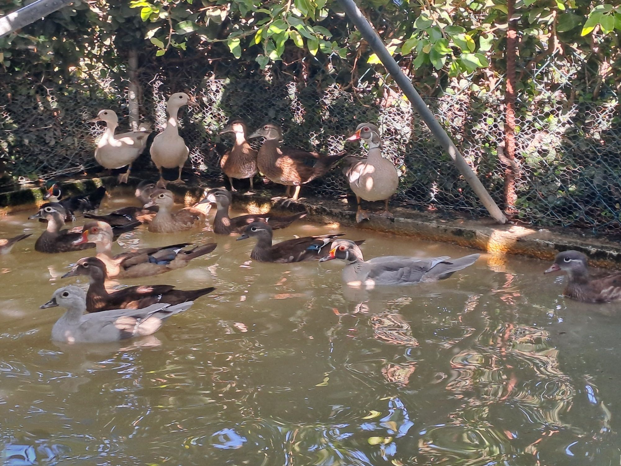 Patos carolinos e mandarins