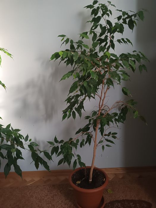 Figowiec Benjamin  drzewko