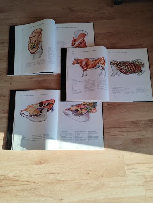 Atlas anatomii Popesko 3 tomy