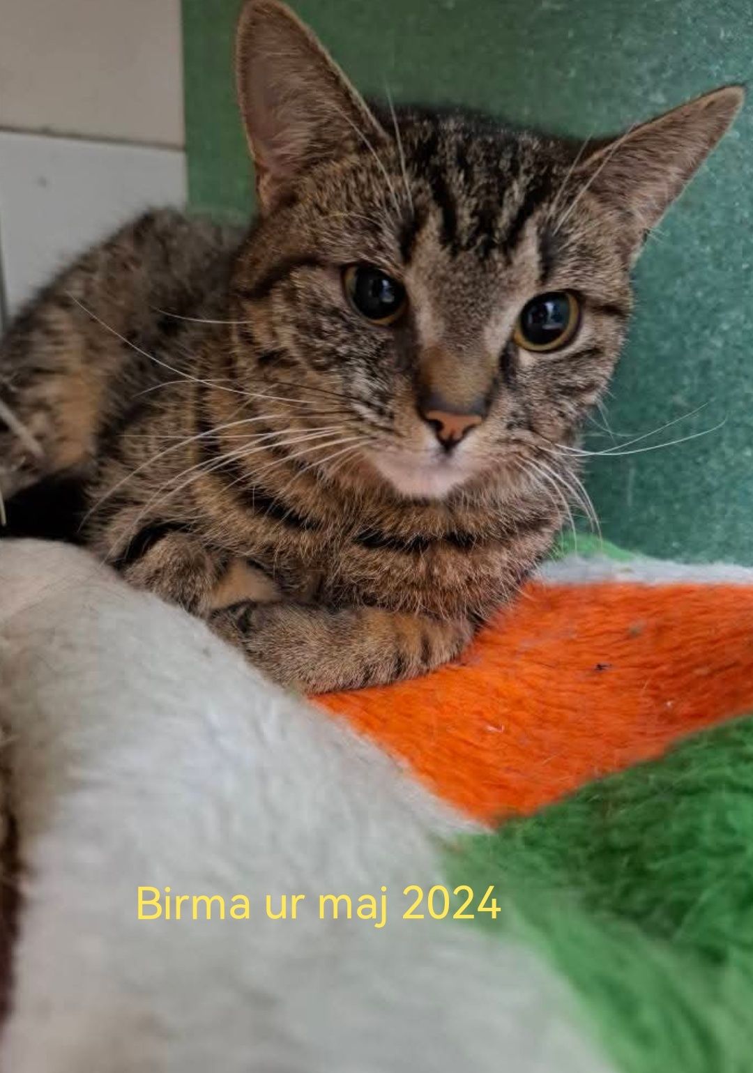 Cztery słodziaki od urodzenia w schronisku