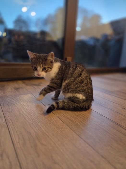 Kotki szukają rodziny