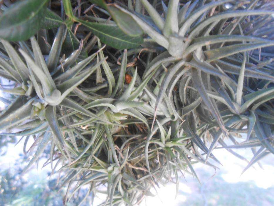 Planta epifita, vive no tronco de uma árvore