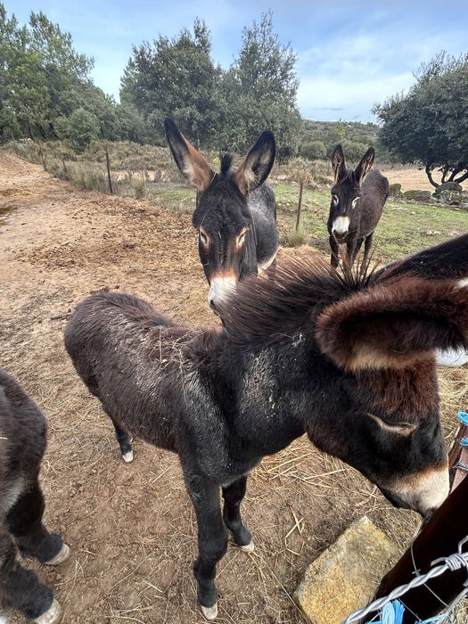 Burro jovem 6 meses – muito meigo