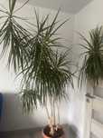 Dracena piękna,zdrowa wys.ok 3 m.Odbiór osobisty.