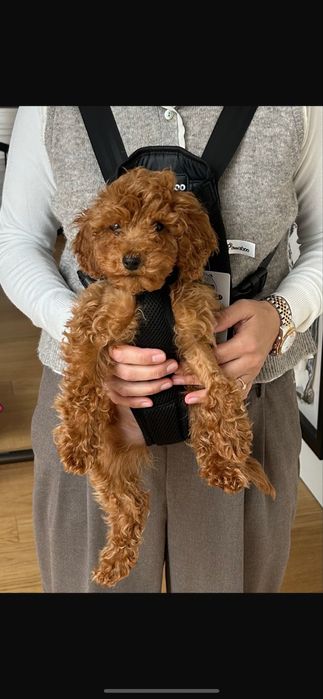 Mochila transporte animal estimação