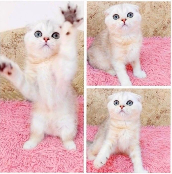 Шиншиловий хлопчик чекає на свою сім'ю