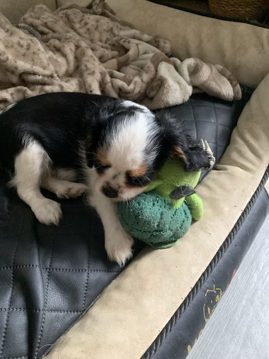Cavalier king charles spaniel