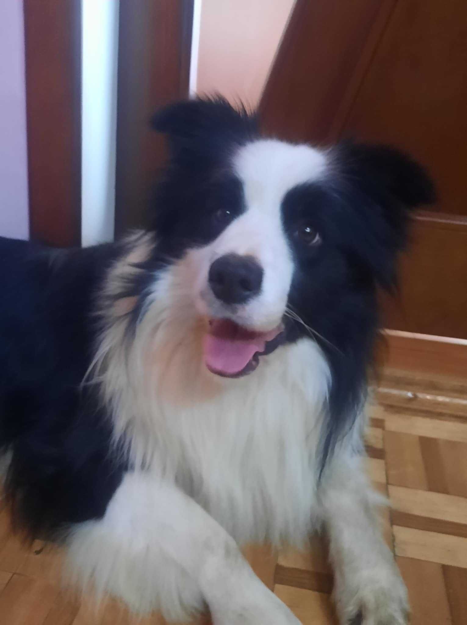Border collie z metryka Fci.Okazja!