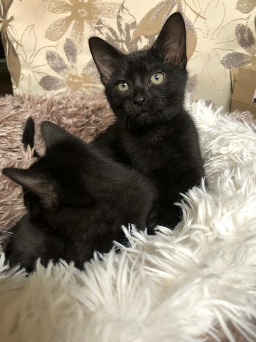 Чудове кошеня, домашній пантерчик,  киця, котик, кошенята