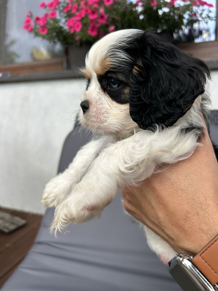 Cavalier king charles spaniel na kolana