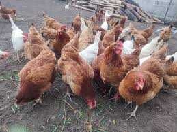 Kury Nioski młode z wolnego wybiegu ! Rosa Messa Leghorn Grenn Shell !