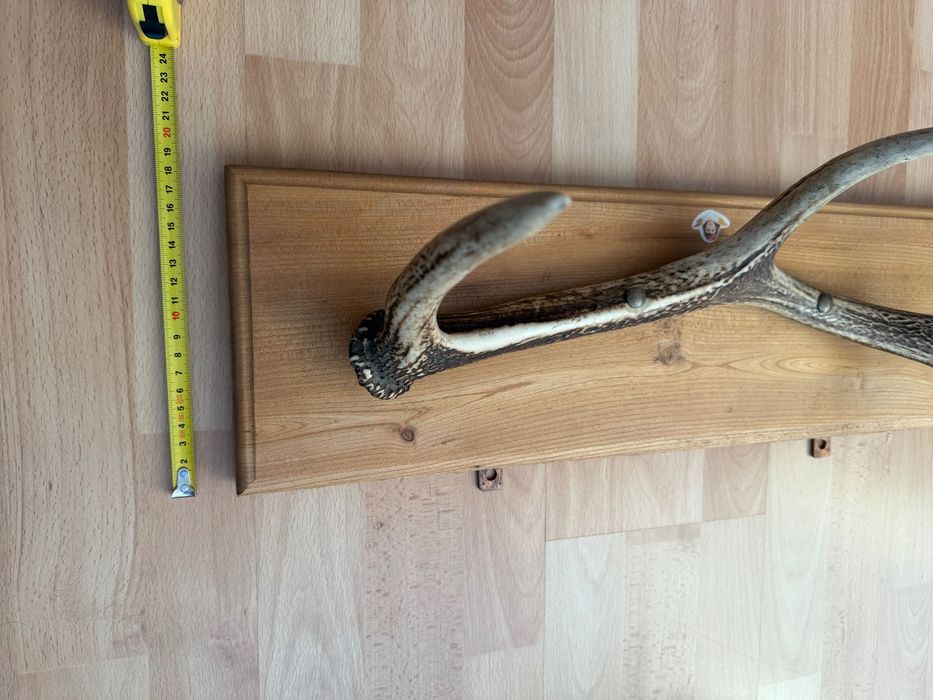 Róg jelenia na desce