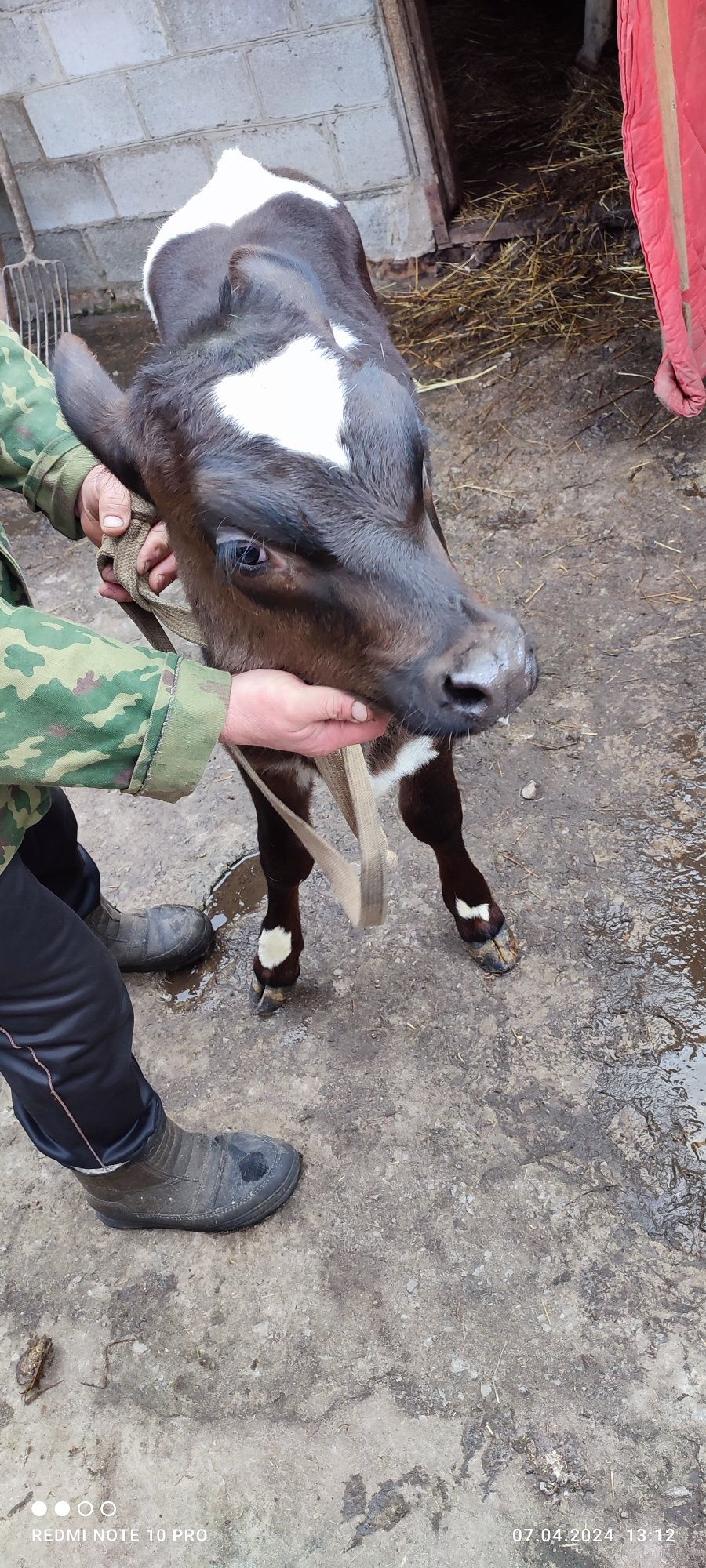 Продам шутиху теличку на утримання.