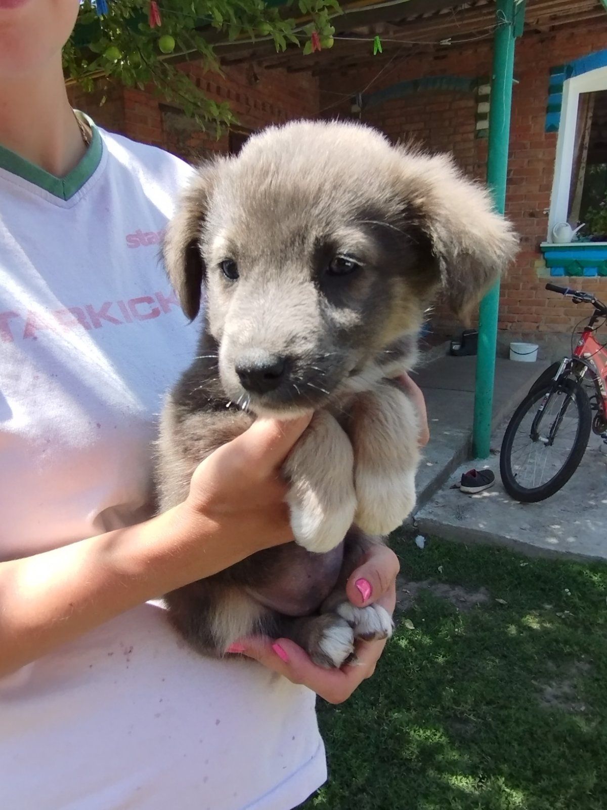 Цуценята безкоштовно