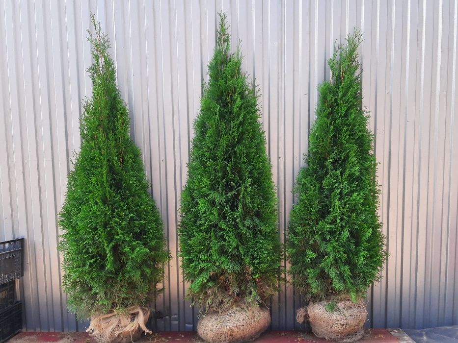 Thuja Smaragd 100,120,140,150 cm! Tuja Szmaragd! Dowóz! Tuje! Sadzimy!